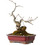 Diospyros kaki, 18 cm, ± 15 jaar oud