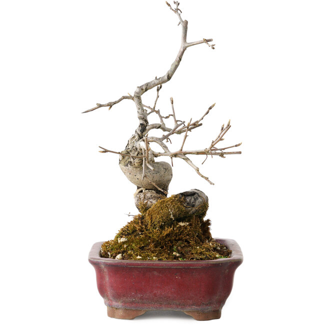 Diospyros kaki, 18 cm, ± 15 years old