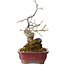 Diospyros kaki, 18 cm, ± 15 jaar oud