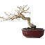 Diospyros kaki, 14 cm, ± 15 jaar oud