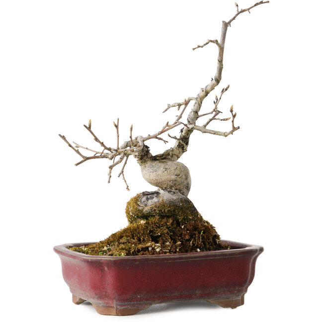 Diospyros kaki, 18 cm, ± 15 years old