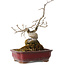 Diospyros kaki, 18 cm, ± 15 jaar oud