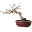 Diospyros kaki, 14 cm, ± 15 jaar oud