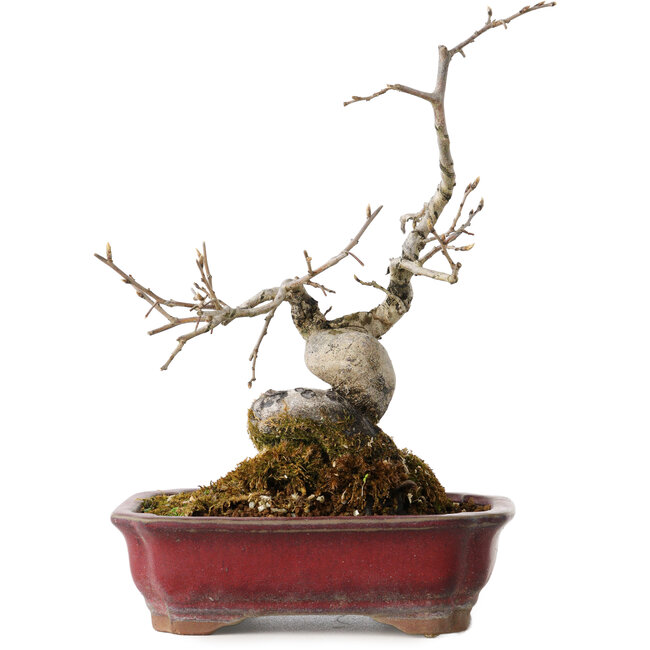 Diospyros kaki, 18 cm, ± 15 years old