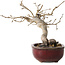 Diospyros kaki, 14 cm, ± 15 jaar oud