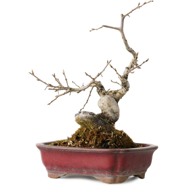 Diospyros kaki, 18 cm, ± 15 anni