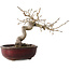Diospyros kaki, 14 cm, ± 15 jaar oud
