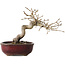 Diospyros kaki, 14 cm, ± 15 jaar oud