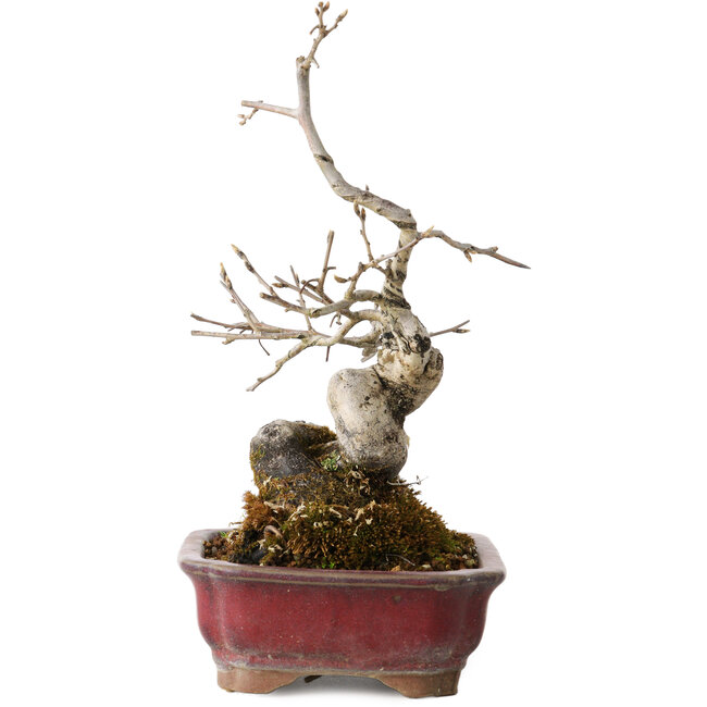 Diospyros kaki, 18 cm, ± 15 years old