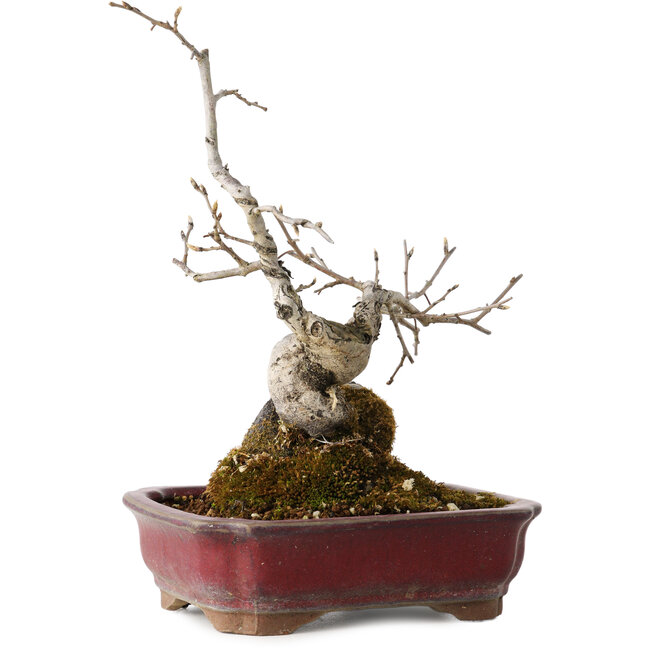 Diospyros kaki, 18 cm, ± 15 years old