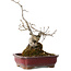 Diospyros kaki, 18 cm, ± 15 jaar oud