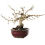 Diospyros kaki, 14 cm, ± 15 jaar oud