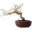Diospyros kaki, 14 cm, ± 15 jaar oud