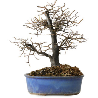 Diospyros kaki, 27 cm, ± 15 jaar oud