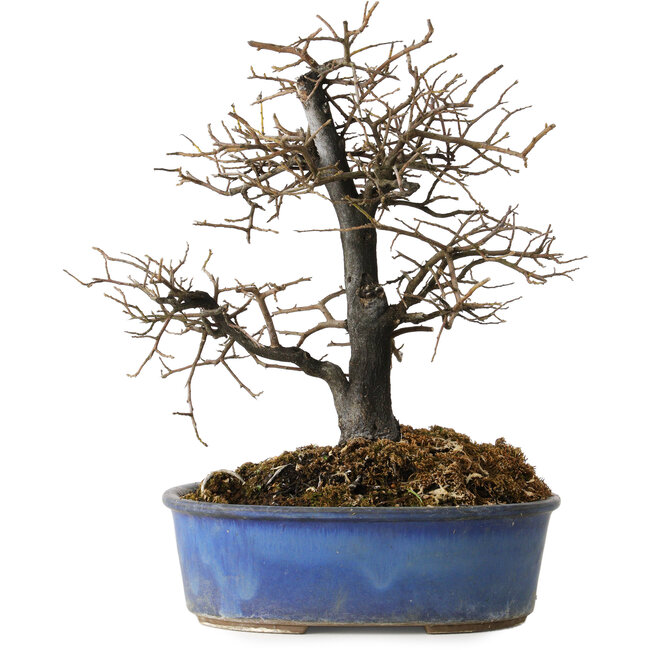 Diospyros kaki, 27 cm, ± 15 jaar oud
