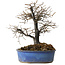 Diospyros kaki, 27 cm, ± 15 jaar oud
