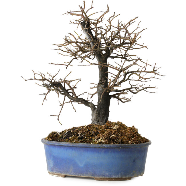 Diospyros kaki, 27 cm, ± 15 Jahre alt