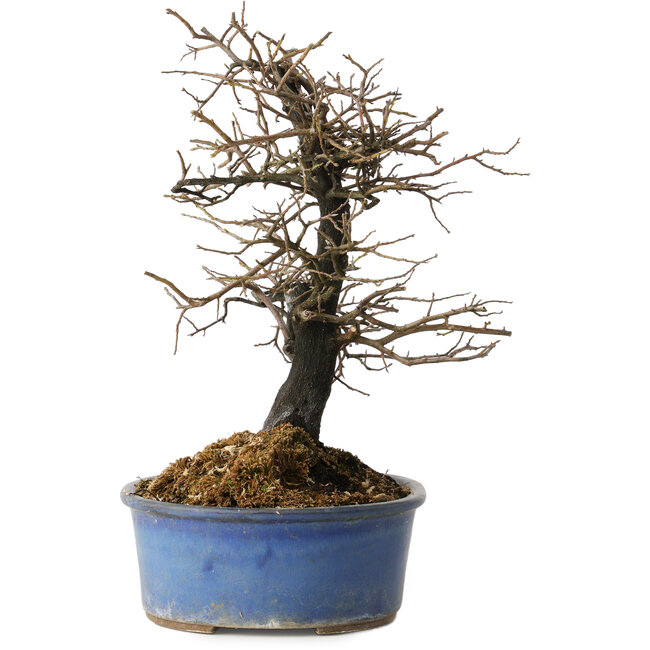 Diospyros kaki, 27 cm, ± 15 jaar oud