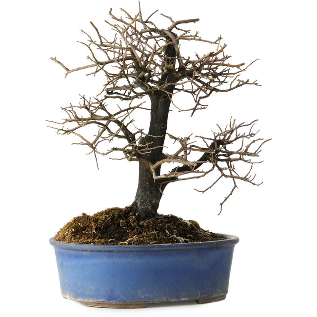 Diospyros kaki, 27 cm, ± 15 years old