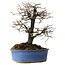 Diospyros kaki, 27 cm, ± 15 jaar oud