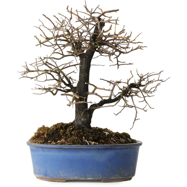 Diospyros kaki, 27 cm, ± 15 anni