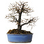 Diospyros kaki, 27 cm, ± 15 jaar oud