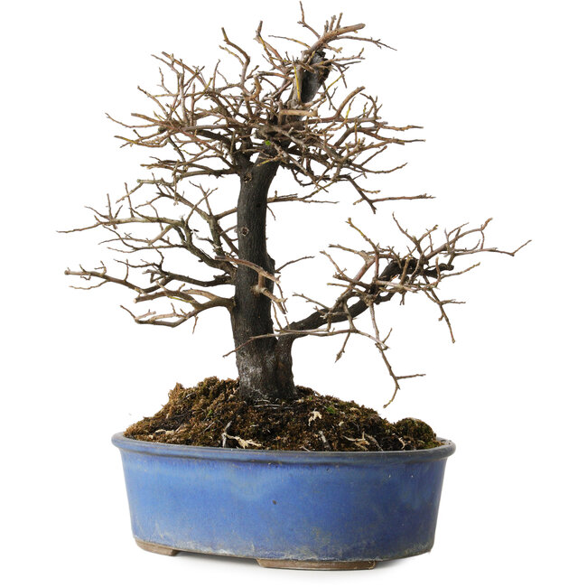 Diospyros kaki, 27 cm, ± 15 ans