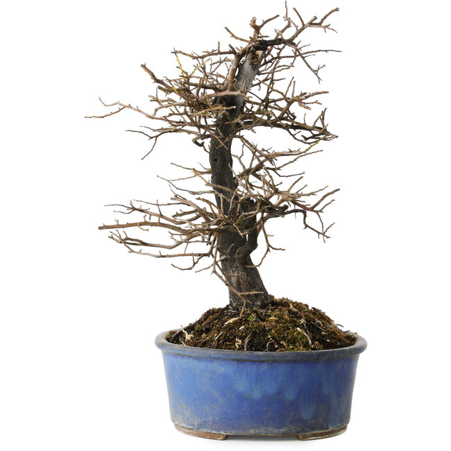 Diospyros kaki, 27 cm, ± 15 Jahre alt