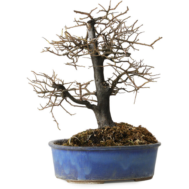 Diospyros kaki, 27 cm, ± 15 Jahre alt