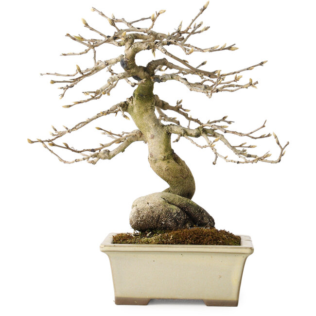 Diospyros kaki, 21 cm, ± 20 years old, with a nebari of 7 cm