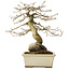 Diospyros kaki, 21 cm, ± 20 jaar oud, met een nebari van 7 cm