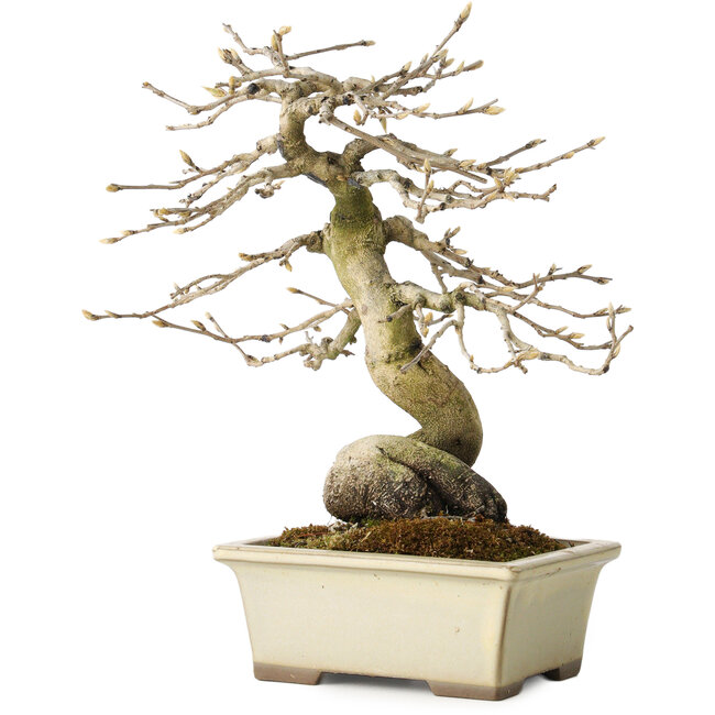 Diospyros kaki, 21 cm, ± 20 jaar oud, met een nebari van 7 cm