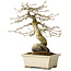 Diospyros kaki, 21 cm, ± 20 years old, with a nebari of 7 cm