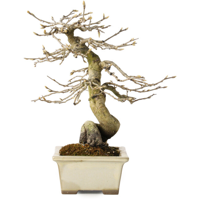 Diospyros kaki, 21 cm, ± 20 jaar oud, met een nebari van 7 cm