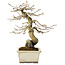 Diospyros kaki, 21 cm, ± 20 years old, with a nebari of 7 cm