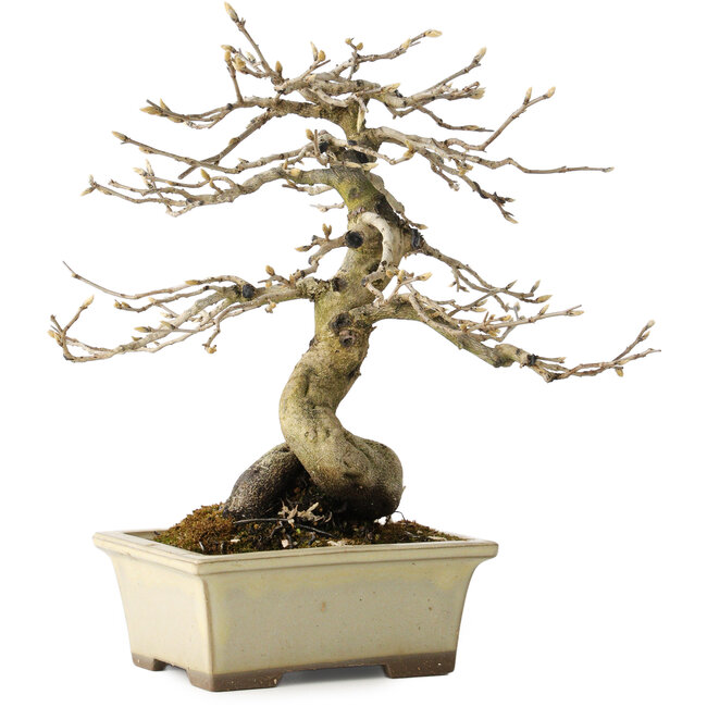 Diospyros kaki, 21 cm, ± 20 anni, con un nebari di 7 cm