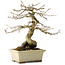 Diospyros kaki, 21 cm, ± 20 jaar oud, met een nebari van 7 cm