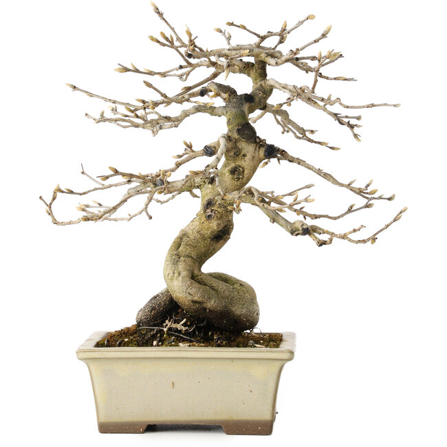 Diospyros kaki, 21 cm, ± 20 jaar oud, met een nebari van 7 cm