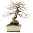 Diospyros kaki, 21 cm, ± 20 jaar oud, met een nebari van 7 cm