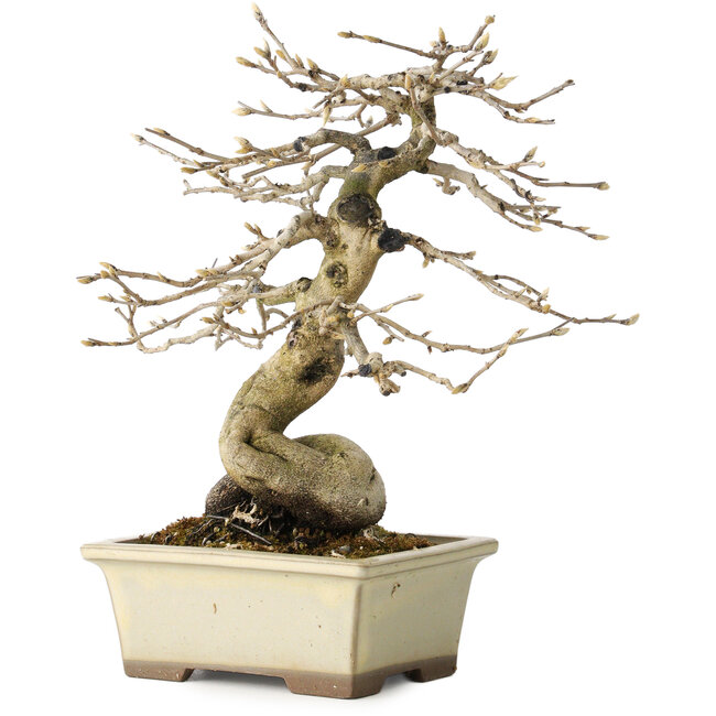 Diospyros kaki, 21 cm, ± 20 anni, con un nebari di 7 cm