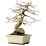 Diospyros kaki, 21 cm, ± 20 jaar oud, met een nebari van 7 cm