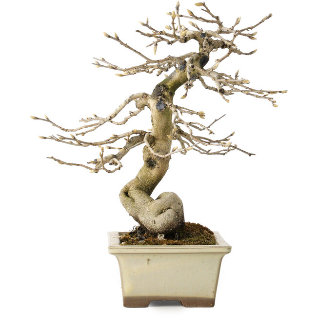 Diospyros kaki, 21 cm, ± 20 años, con un nebari de 7 cm