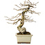 Diospyros kaki, 21 cm, ± 20 jaar oud, met een nebari van 7 cm