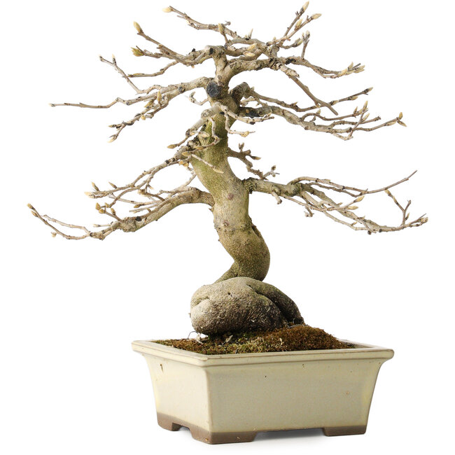 Diospyros kaki, 21 cm, ± 20 jaar oud, met een nebari van 7 cm