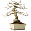 Diospyros kaki, 21 cm, ± 20 jaar oud, met een nebari van 7 cm