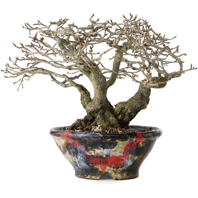 Diospyros kaki, 18 cm, ± 25 jaar oud, met een nebari van 9 cm, in een handgemaakte Japanse pot van Bunsan