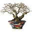 Diospyros kaki, 18 cm, ± 25 jaar oud, met een nebari van 9 cm, in een handgemaakte Japanse pot van Bunsan
