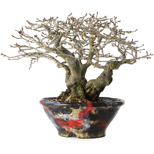 Diospyros kaki, 18 cm, ± 25 years old, with a nebari of 9 cm, in a handmade Japanese pot by Bunsan