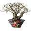 Diospyros kaki, 18 cm, ± 25 jaar oud, met een nebari van 9 cm, in een handgemaakte Japanse pot van Bunsan