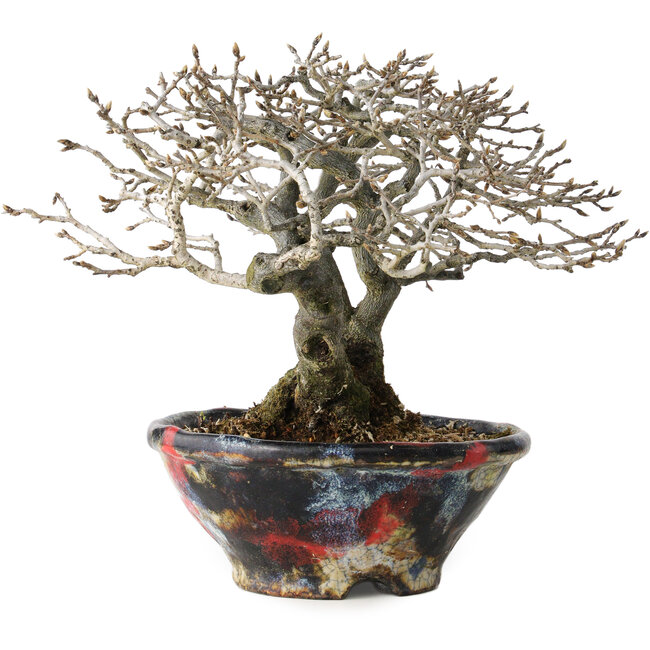 Diospyros kaki, 18 cm, ± 25 años, con un nebari de 9 cm, en una maceta japonesa hecha a mano por Bunsan